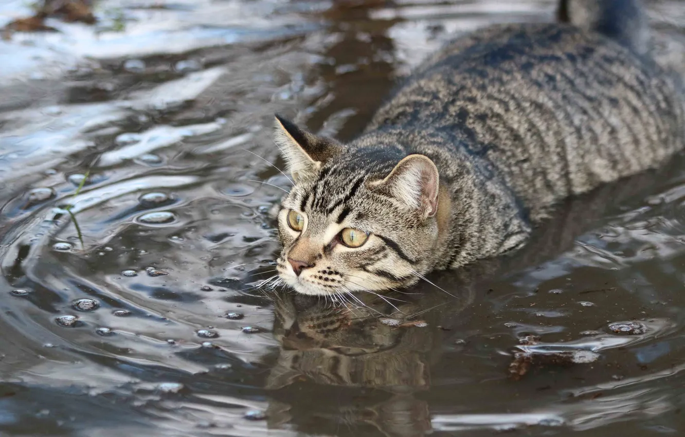 Photo wallpaper cat, water, swim, swimmer