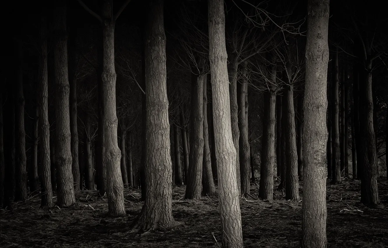 Photo wallpaper forest, nature, background