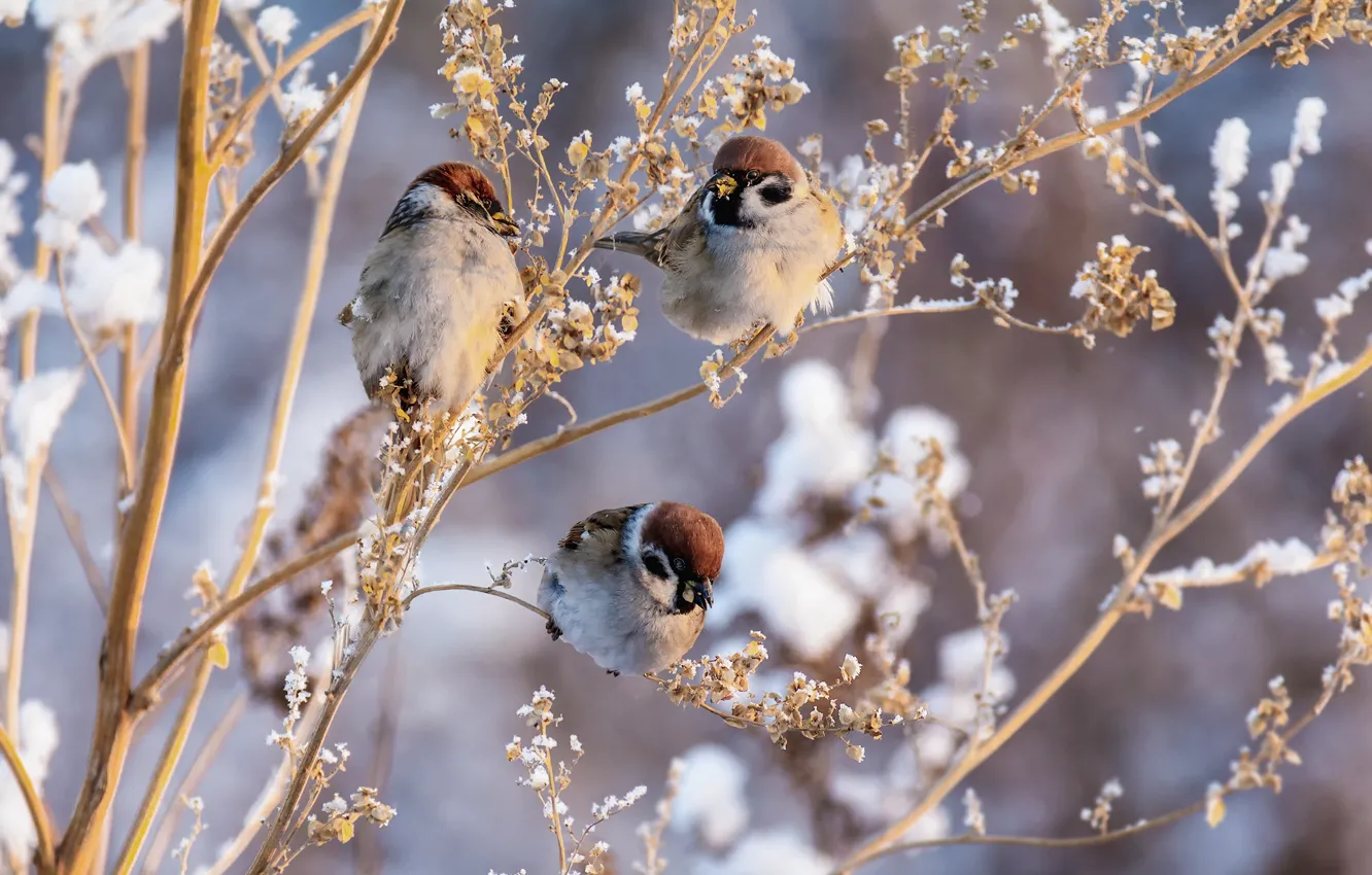 Photo wallpaper grass, snow, birds, trio, sparrows, Marina Mochalova