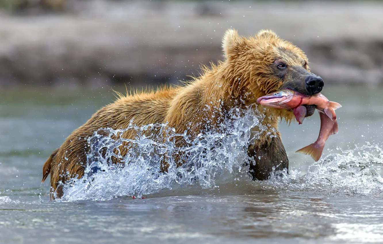 Photo wallpaper water, squirt, bear, catch, red fish