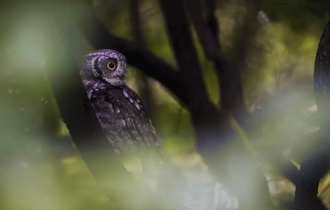 Photo wallpaper forest, look, branches, owl, bird, blur, profile, bokeh