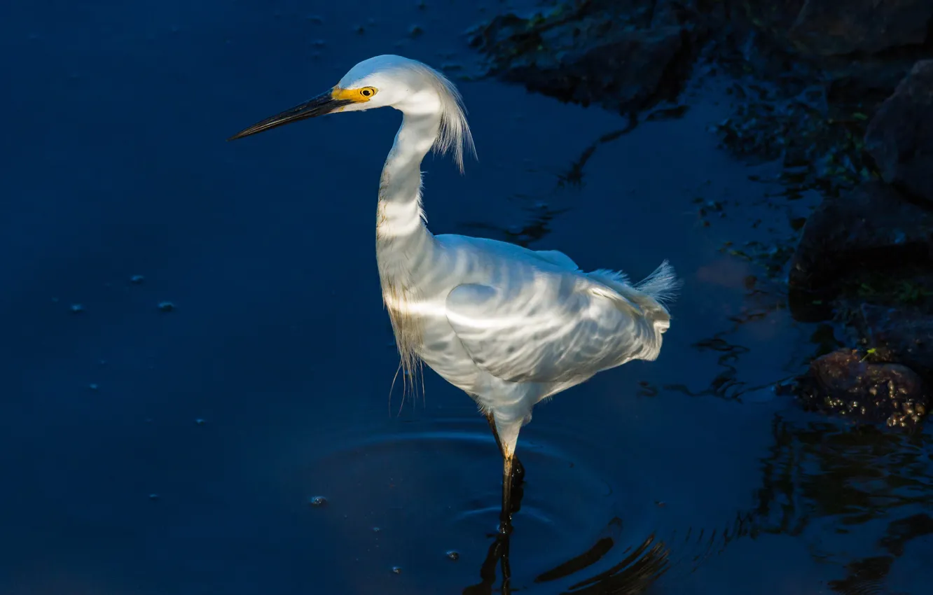 Photo wallpaper water, bird, Heron