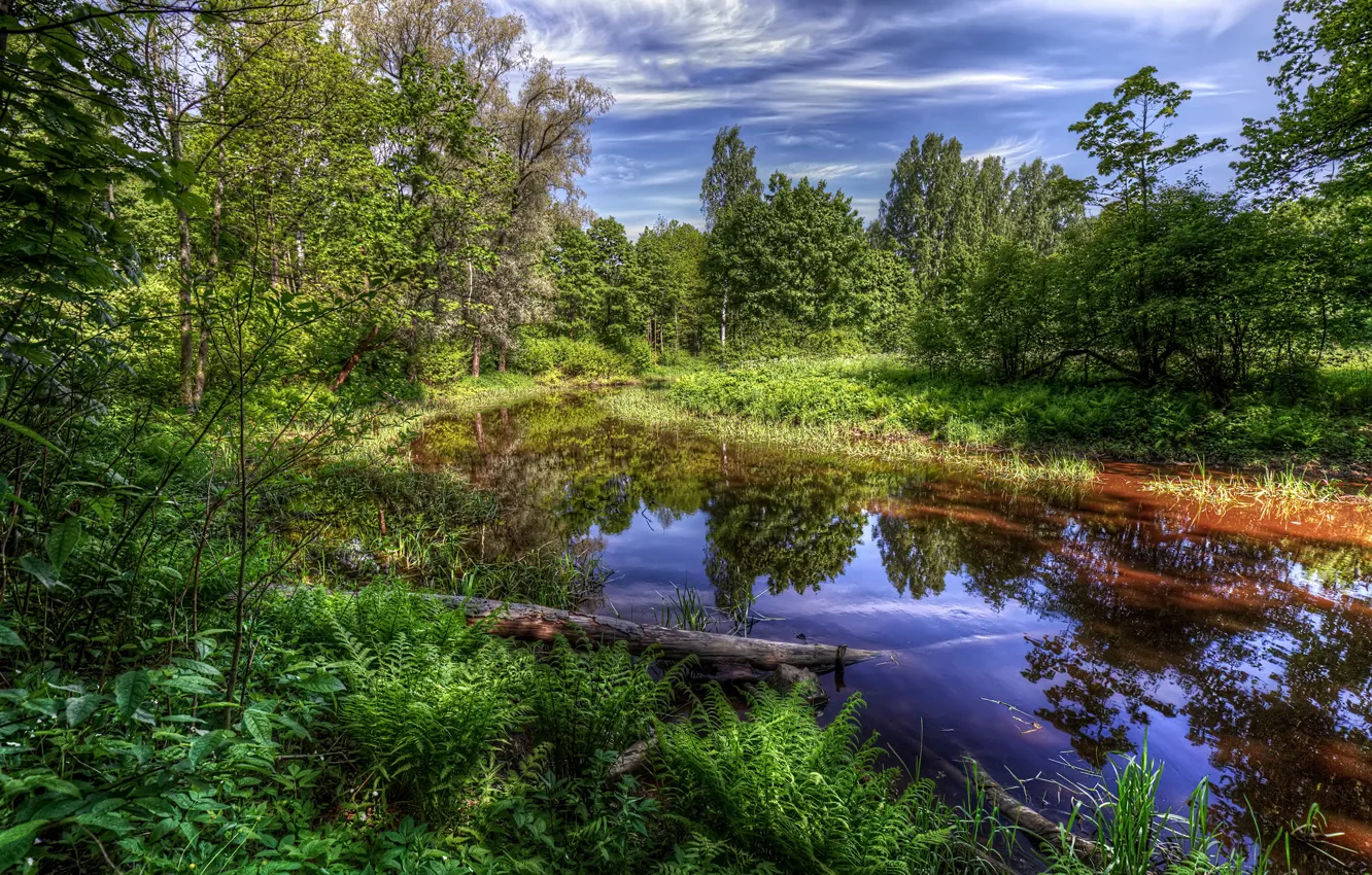 Photo wallpaper greens, the sky, grass, water, the sun, clouds, trees, pond