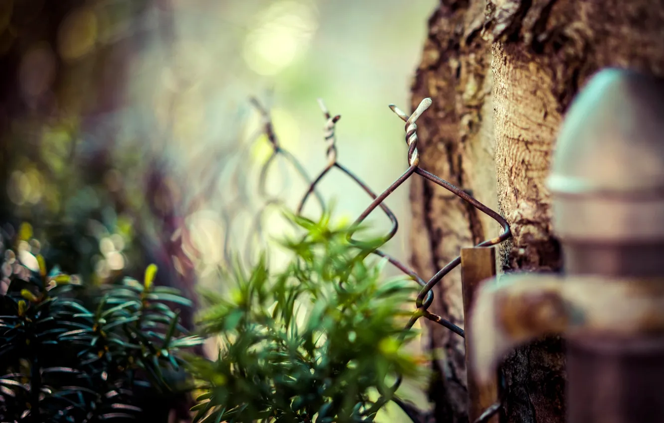 Photo wallpaper leaves, macro, nature, tree, mesh, the fence, fence, blur
