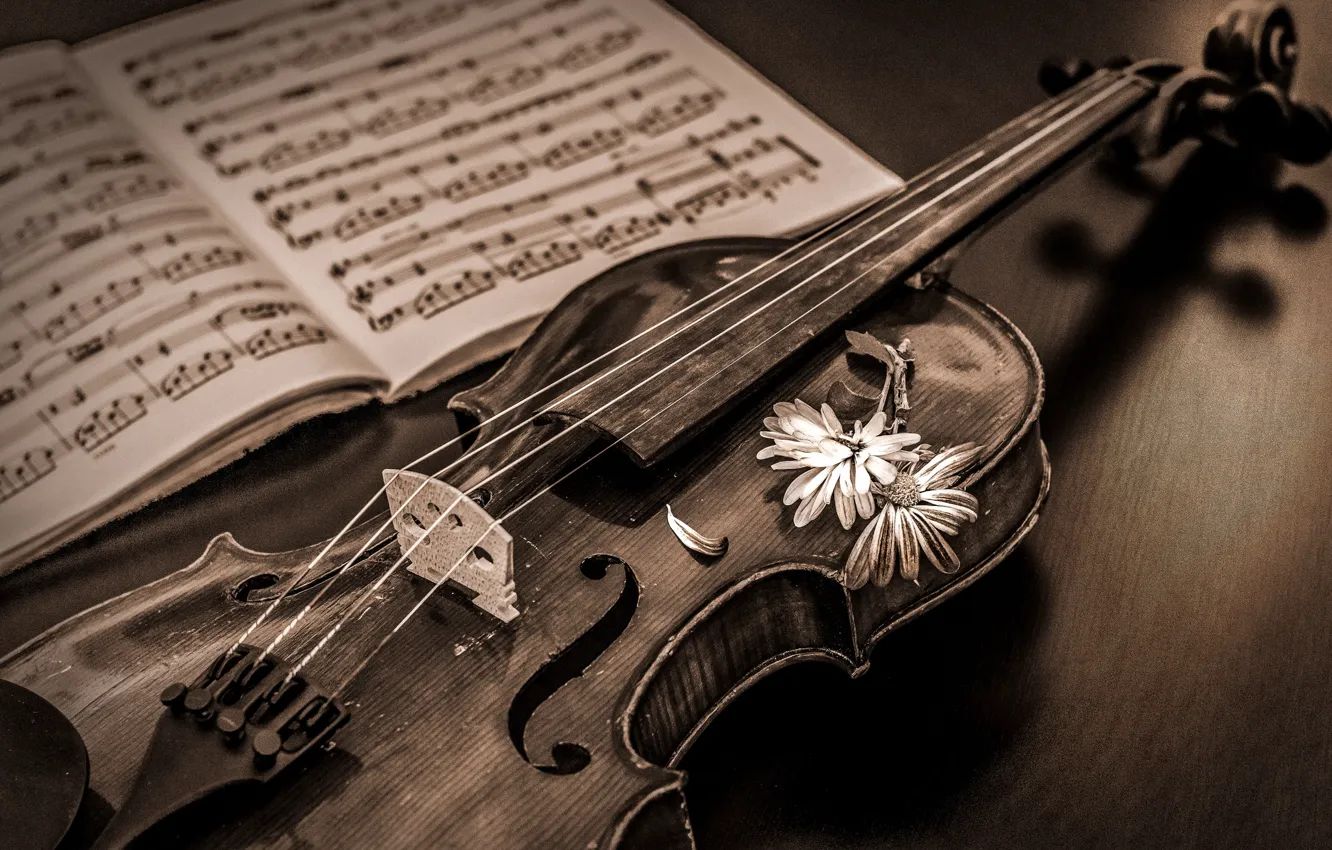 Photo wallpaper notes, music, violin