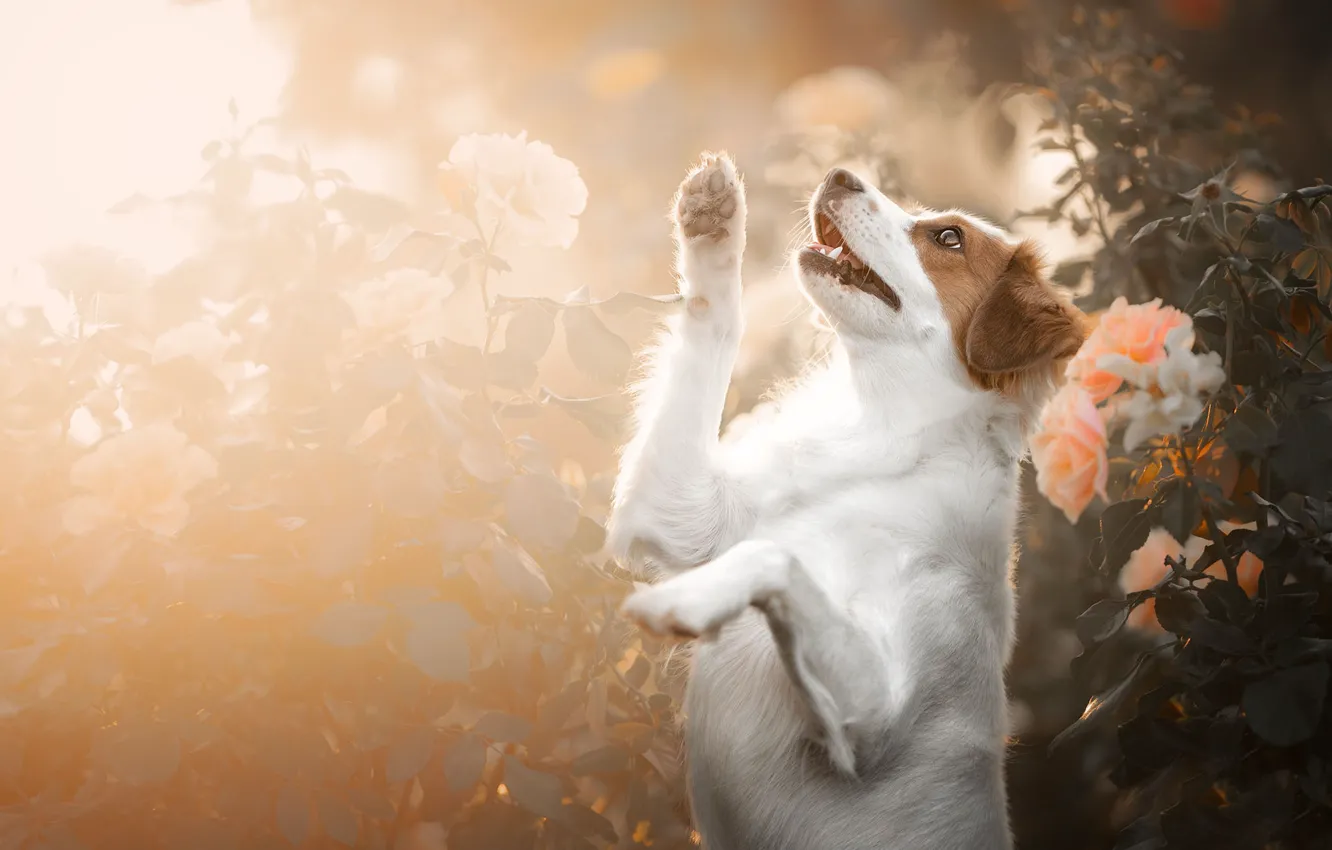 Photo wallpaper flowers, roses, dog, paws, stand