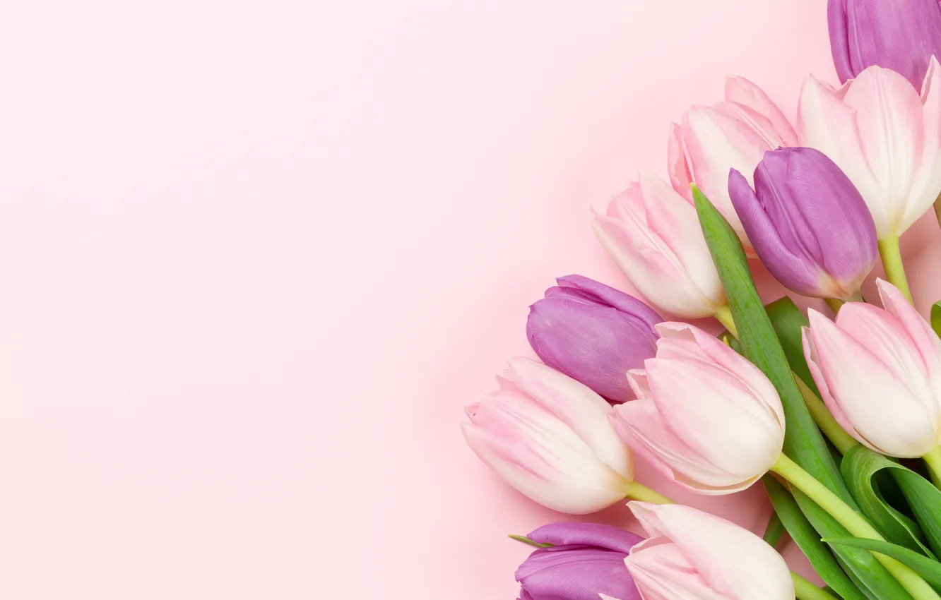 Photo wallpaper flowers, bouquet, tulips, pink background, pink, flowers, background, tulips