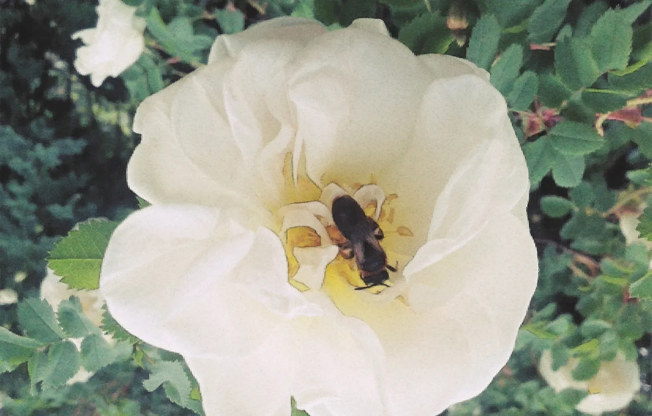 Photo wallpaper summer, flowers, June