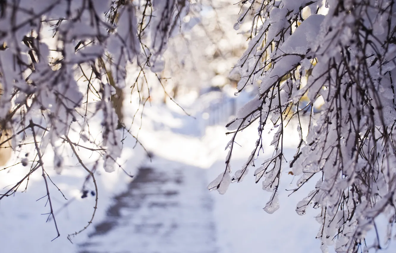 Photo wallpaper winter, light, snow, branches
