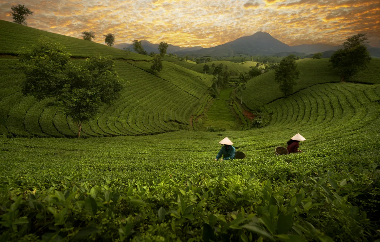 Photo wallpaper Asian, Asia, worker, tea plantations, the situation, nature, girl