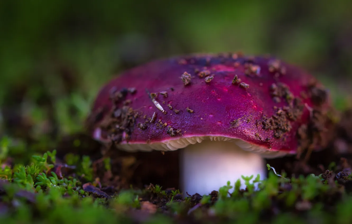 Photo wallpaper forest, macro, mushrooms, moss, Russula