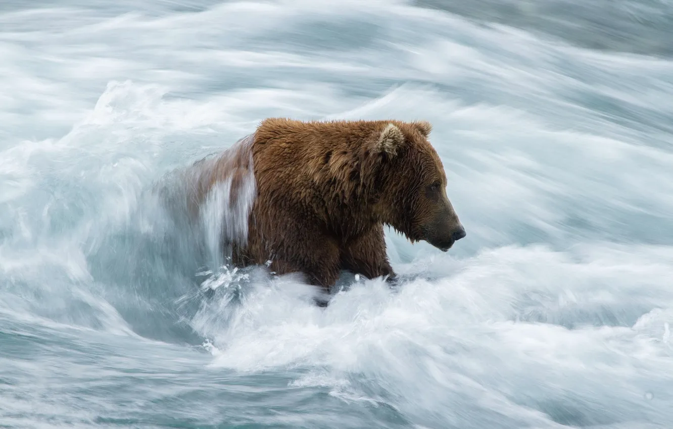 Photo wallpaper nature, river, bear