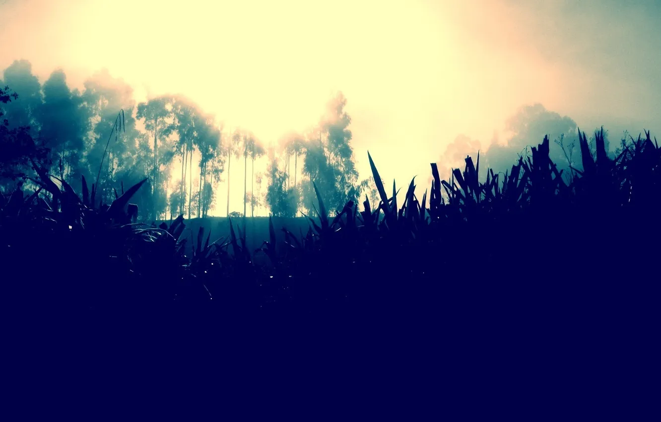 Photo wallpaper grass, trees, nature, fog, The SUN, LIGHT