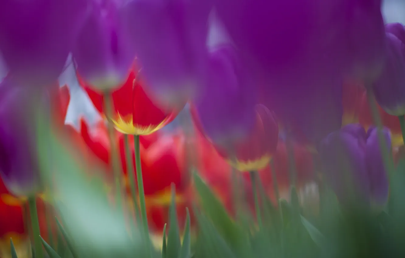 Photo wallpaper nature, focus, spring, purple, tulips, pink