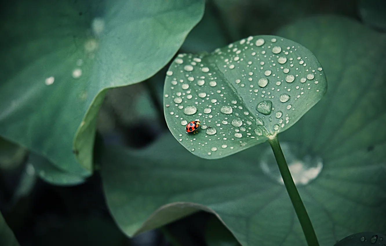 Photo wallpaper leaves, drops, Rosa, ladybug, insect, round