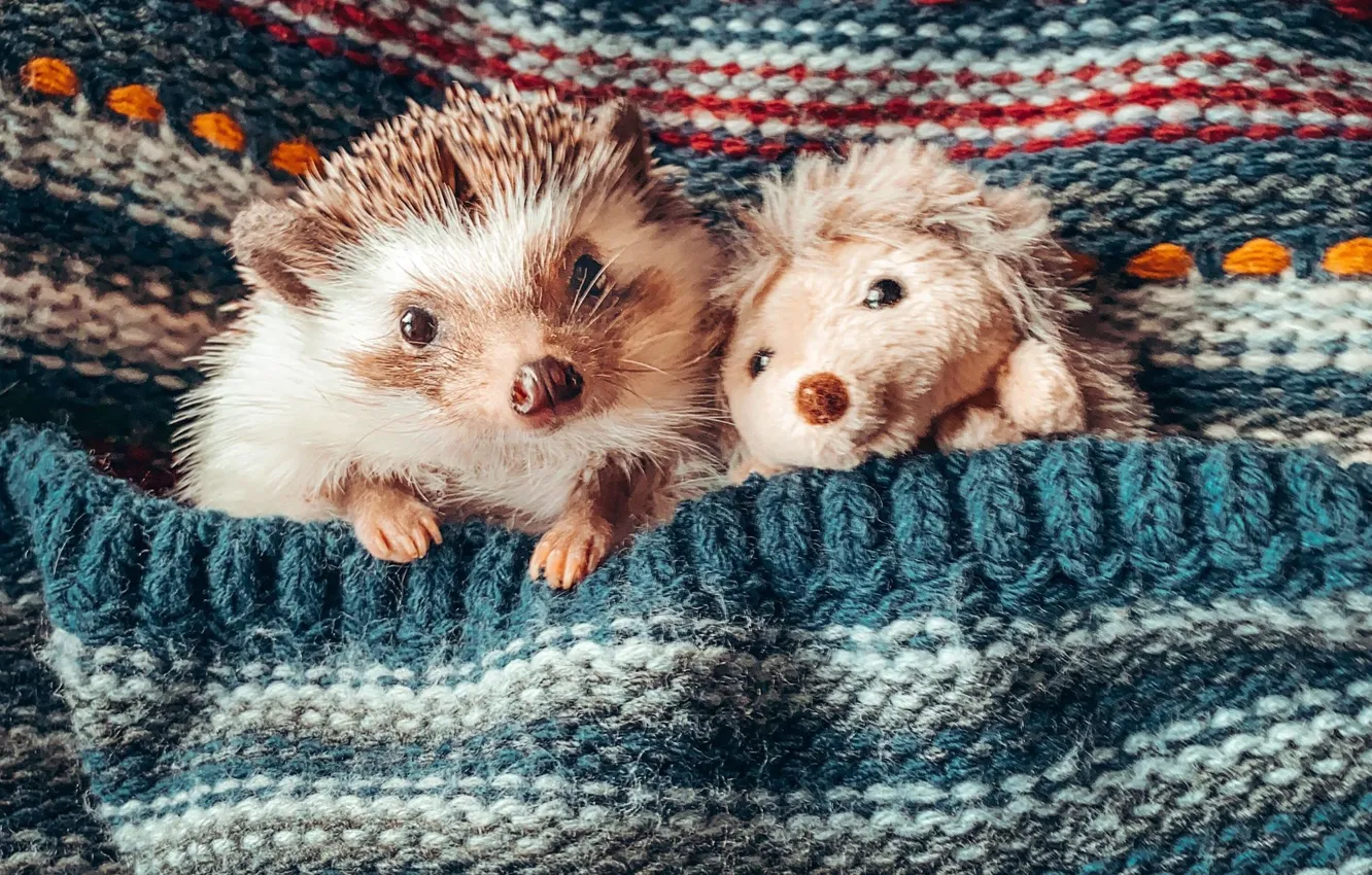Photo wallpaper toy, hedgehog, by mr. pokee