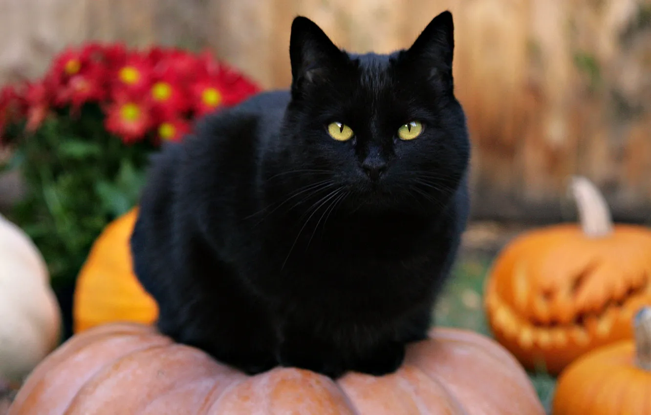 Photo wallpaper cat, Halloween, pumpkin, black cat