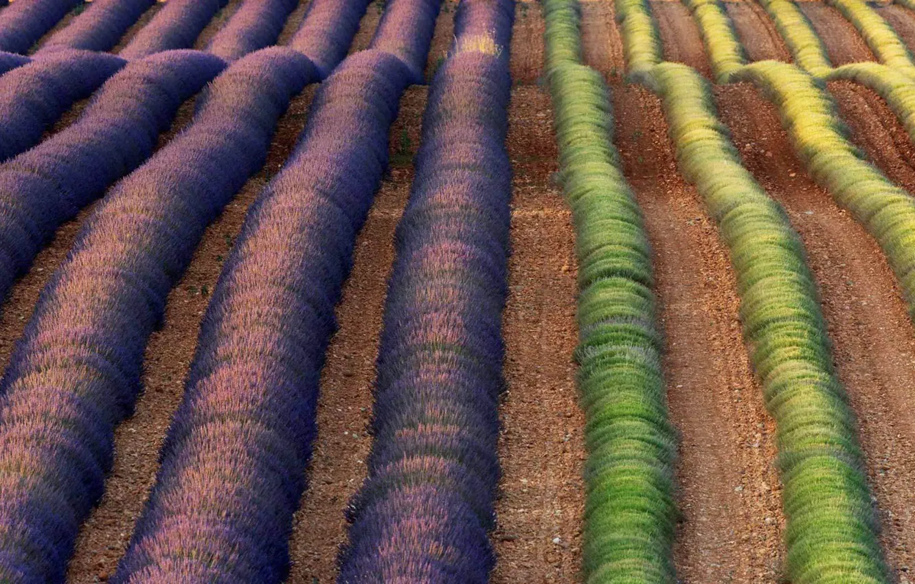 Photo wallpaper field, flowers, France, lavender