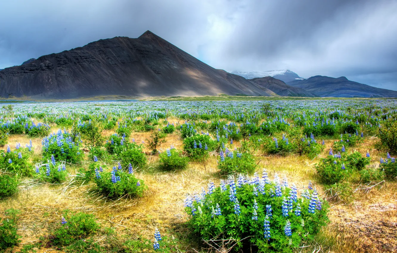 Photo wallpaper field, landscape, flowers, mountains, nature