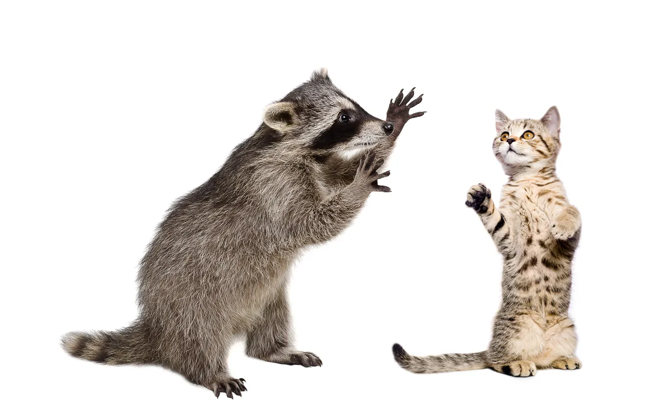 Photo wallpaper cat, animals, raccoon, white background, animals, cat, Milota, white background