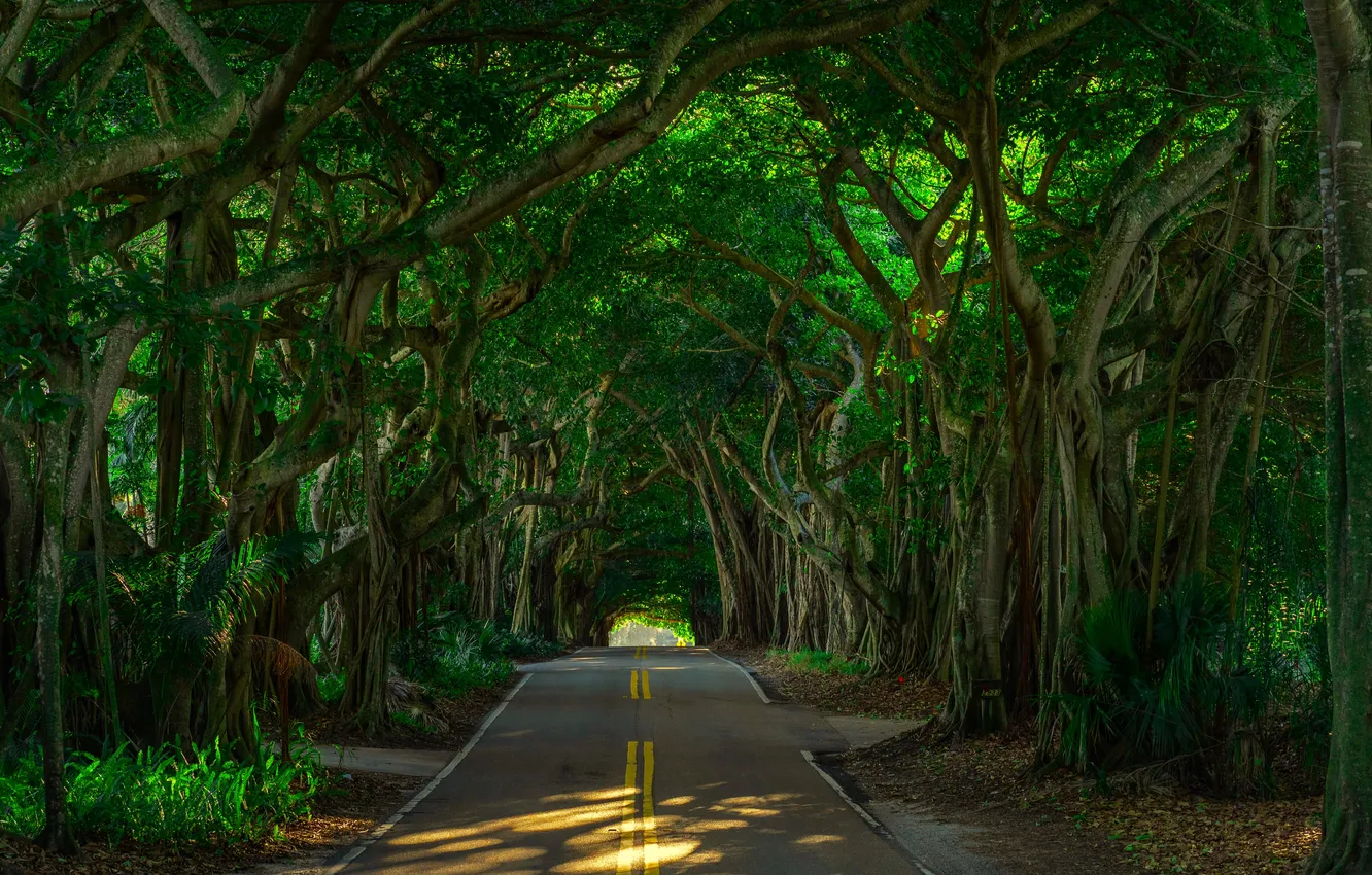 Photo wallpaper road, forest, trees, alley