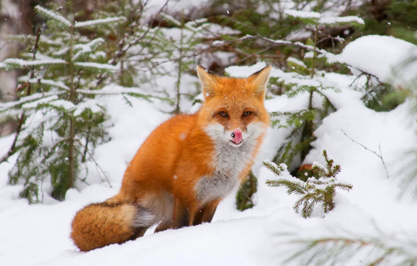 Photo wallpaper winter, forest, language, look, snow, branches, pose, Fox