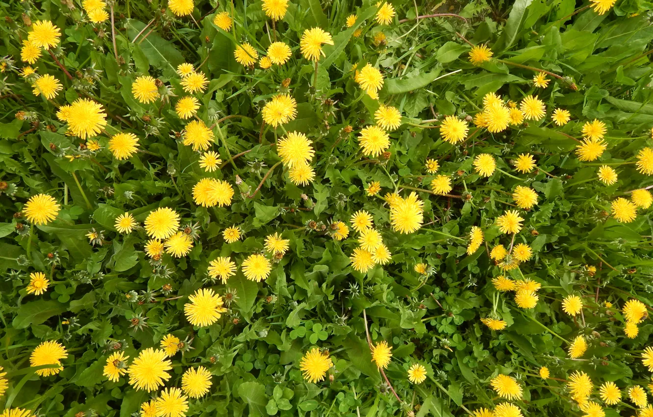 Photo wallpaper greens, grass, flowers, dandelion, yellow flowers