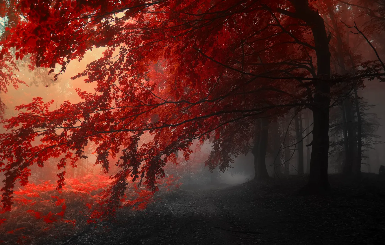 Photo wallpaper autumn, trees, red, grey