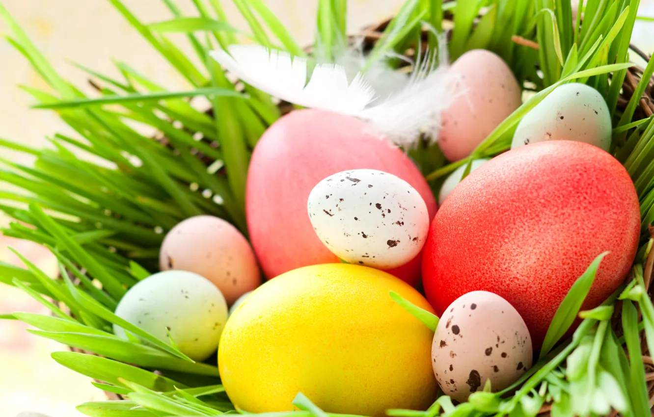Photo wallpaper photo, Feathers, Easter, Eggs, Holidays, Socket