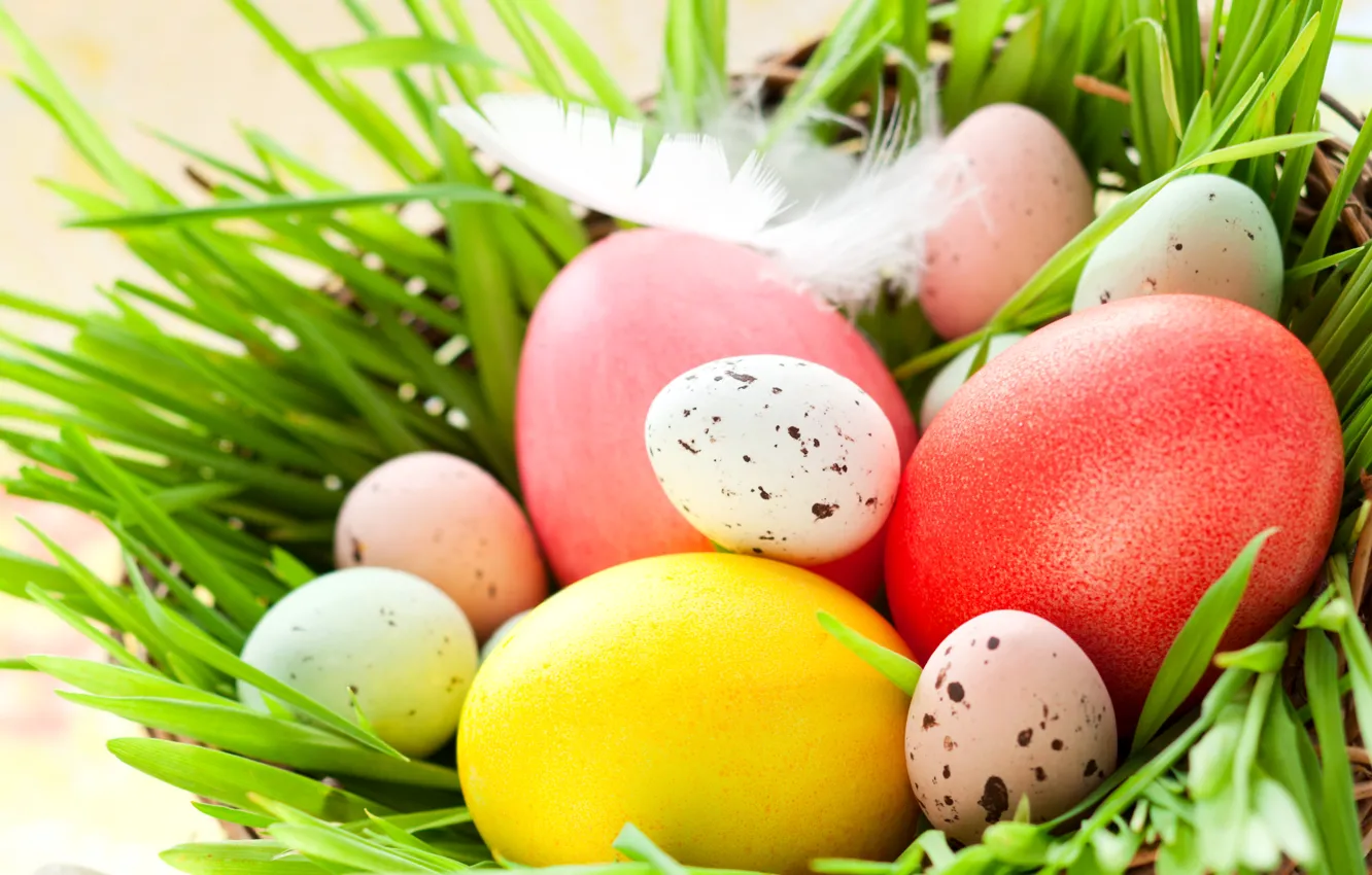 Photo wallpaper photo, holiday, eggs, feathers, Easter, socket