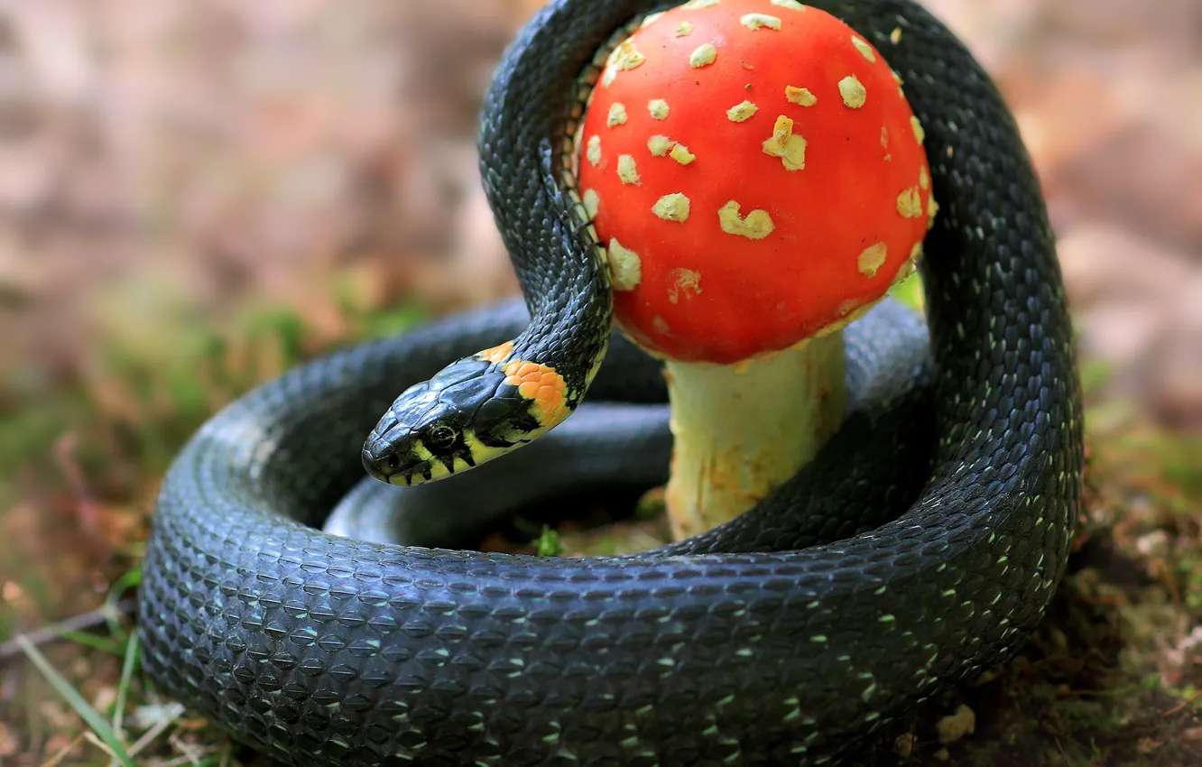 Photo wallpaper nature, mushroom, snake, mushroom, so