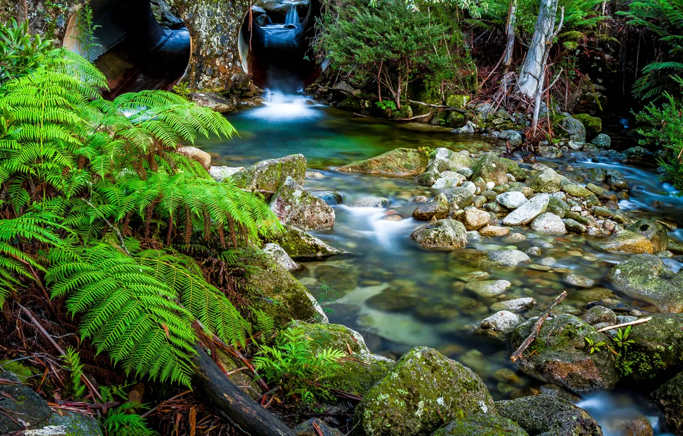 Photo wallpaper nature, river, stream, stones, fern