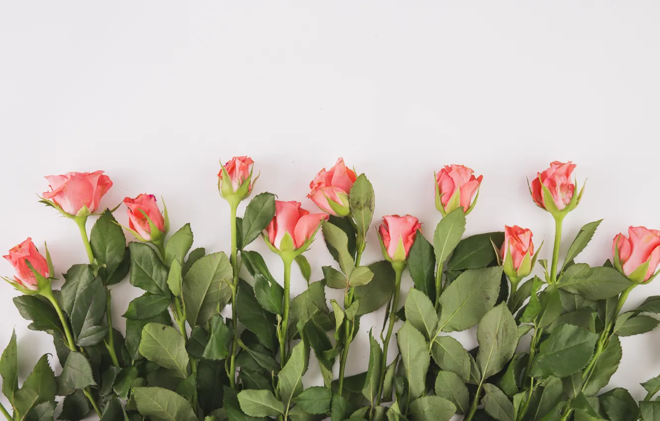 Photo wallpaper flowers, roses, buds