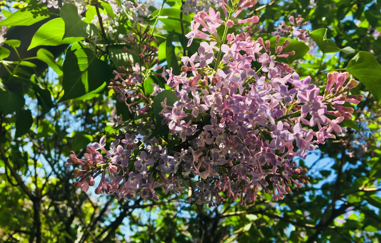 Photo wallpaper trees, flowers, nature, plant, lilac, Wisteria