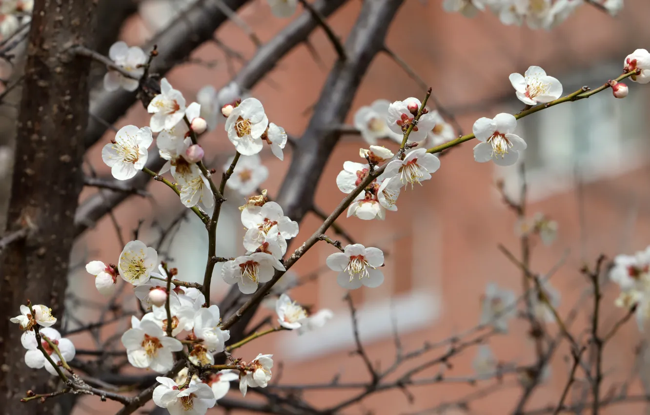 Photo wallpaper flowers, spring, flowering