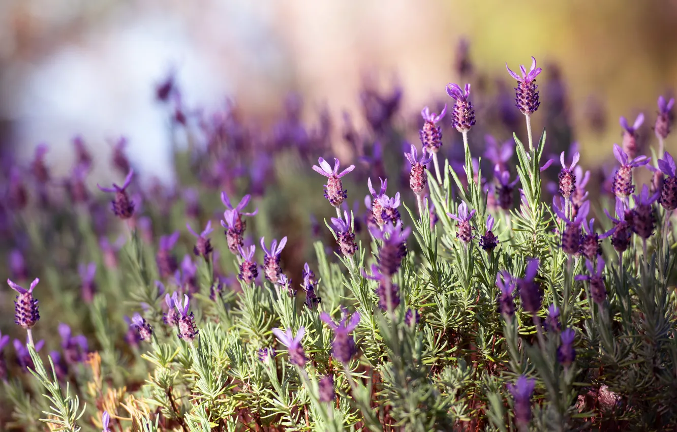 Photo wallpaper greens, purple, summer, leaves, light, nature, background, glade