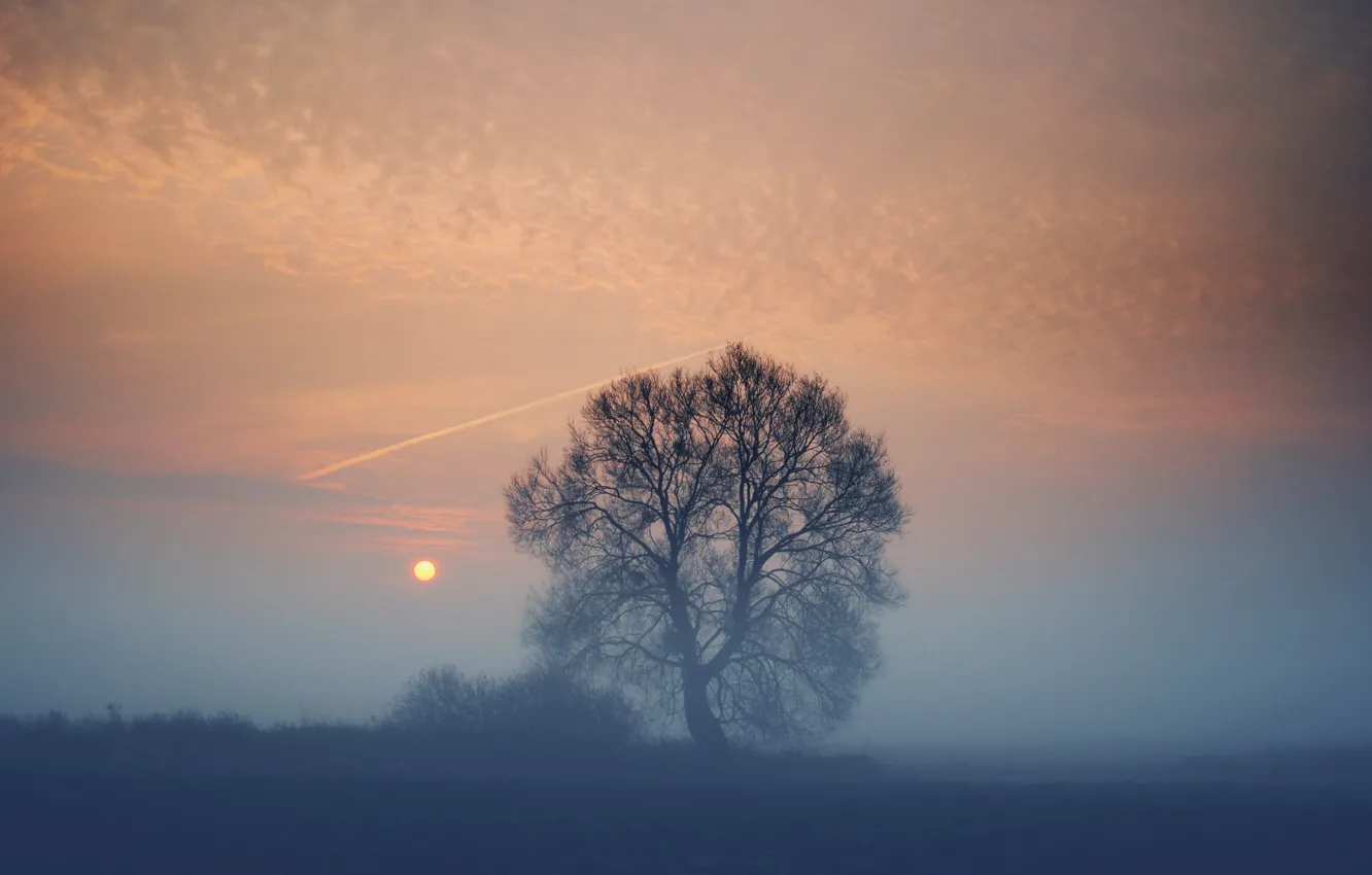 Photo wallpaper field, the sun, sunset, fog, tree, the evening
