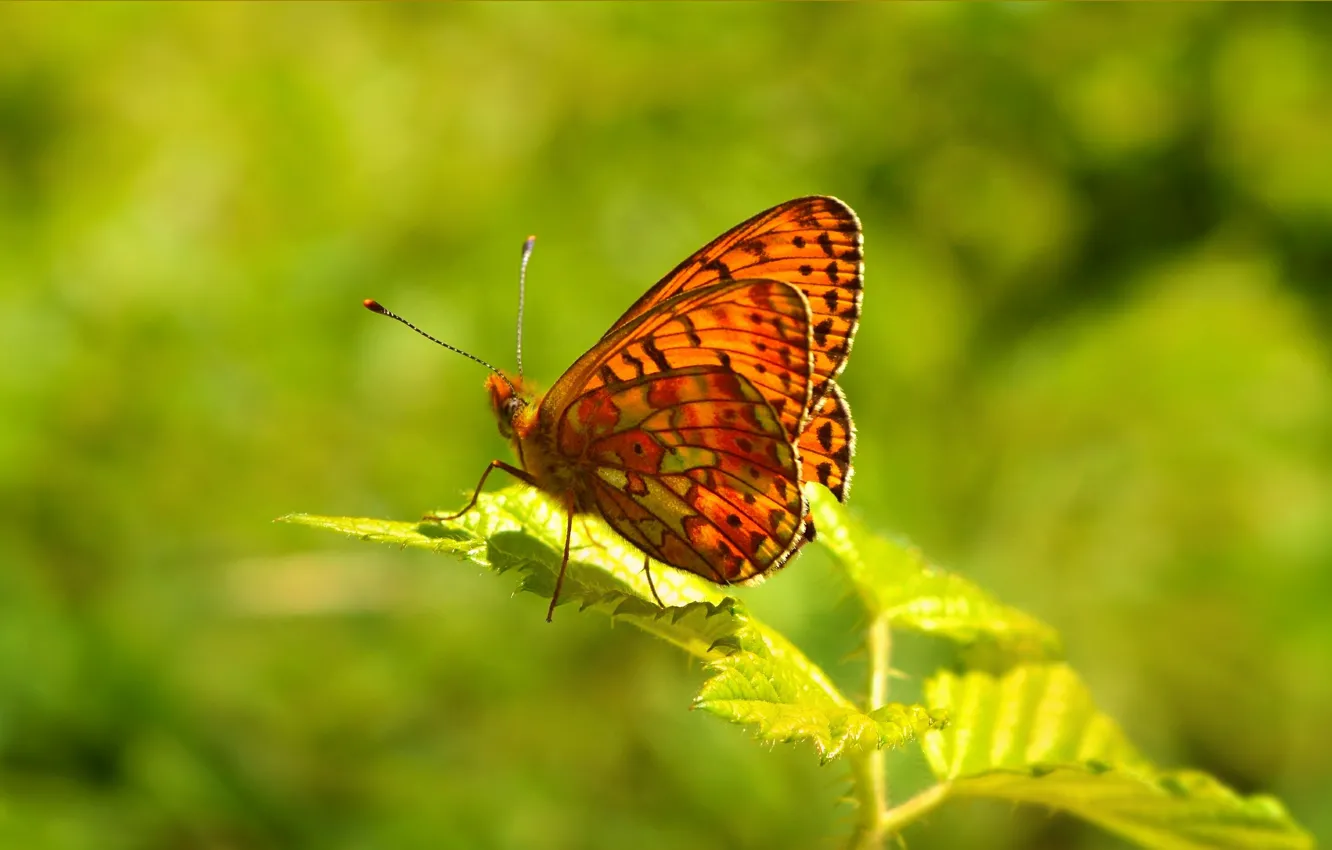 Photo wallpaper Macro, Spring, Butterfly, Spring, Macro, Butterfly