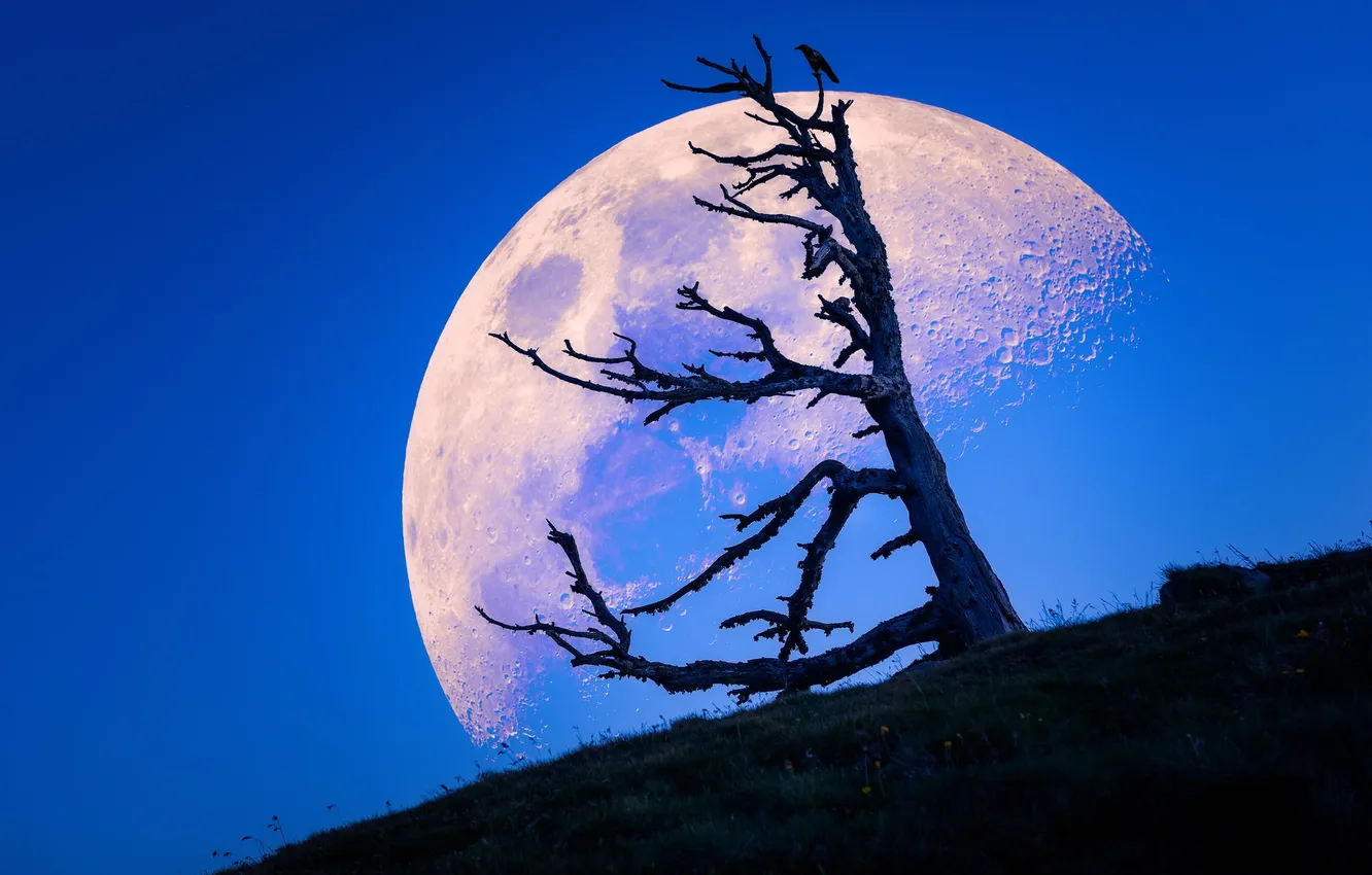 Photo wallpaper nature, tree, the moon, hill, twilight
