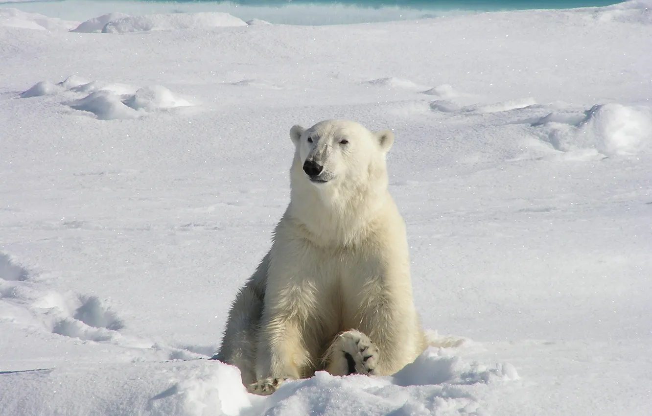 Photo wallpaper frost, white, snow, paws, wool, bear, claws, sitting