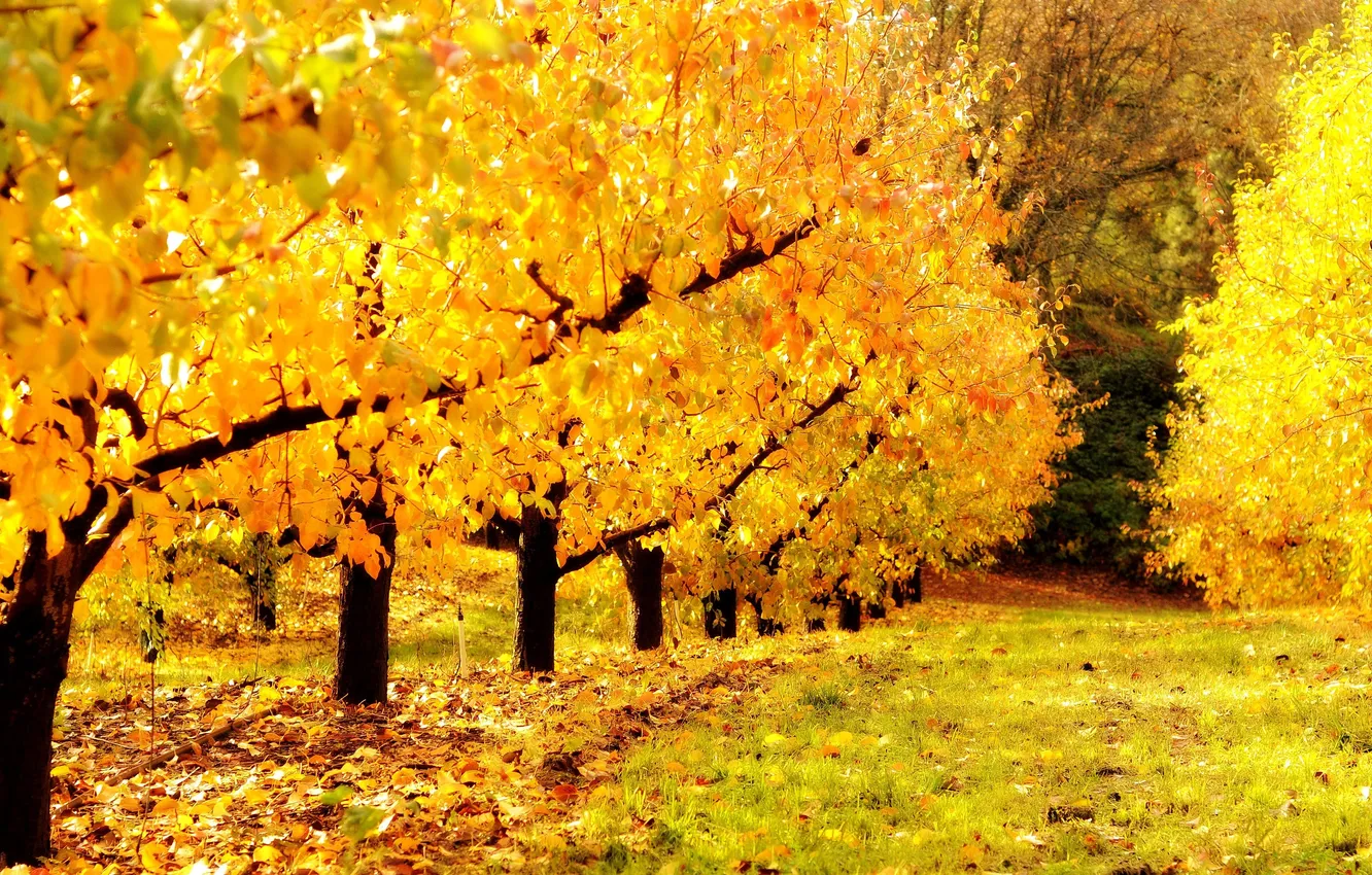 Photo wallpaper autumn, nature, garden, gold