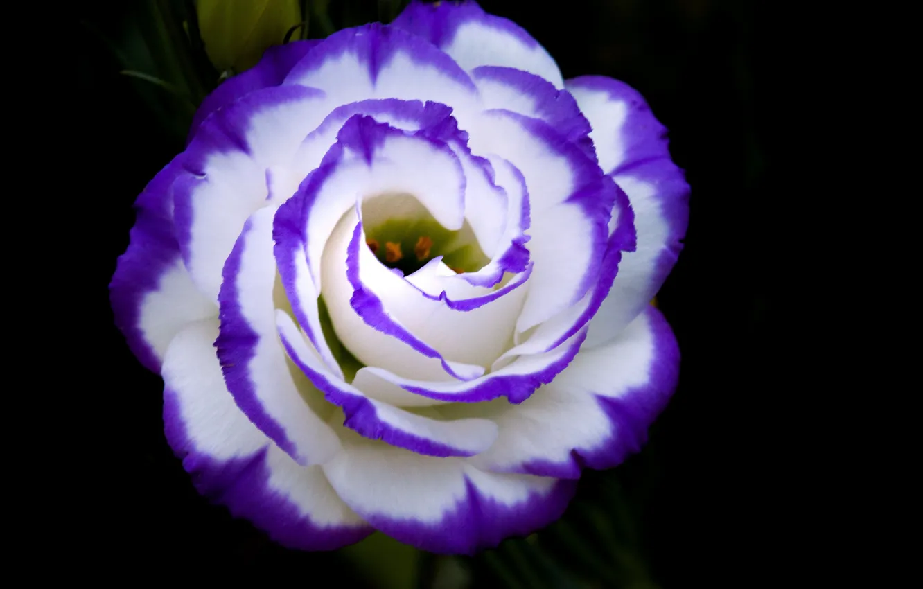 Photo wallpaper flowers, paint, petals, buds