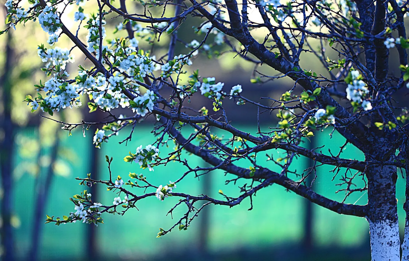 Photo wallpaper branches, tree, spring, flowering, flowers, bokeh