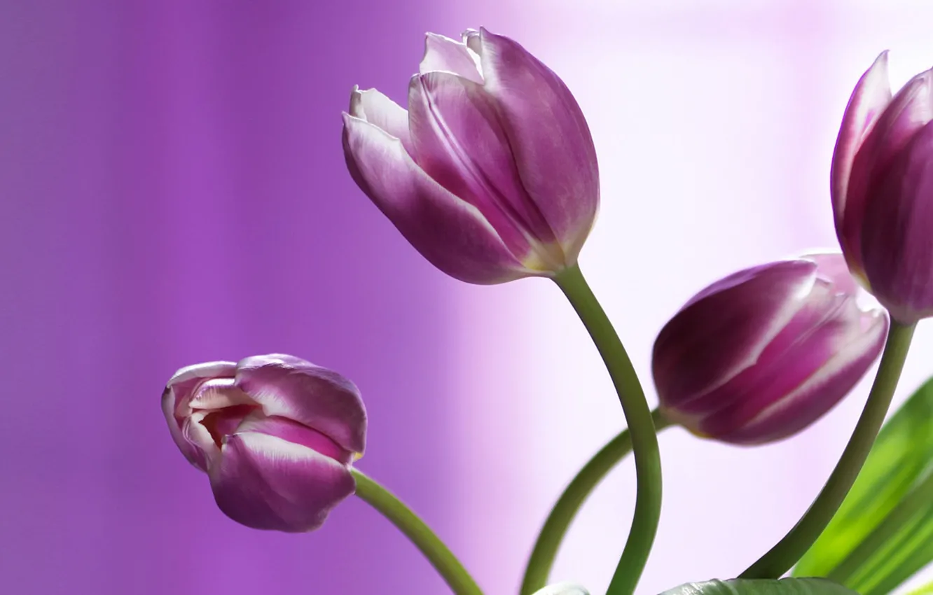 Photo wallpaper flowers, blur, tulips