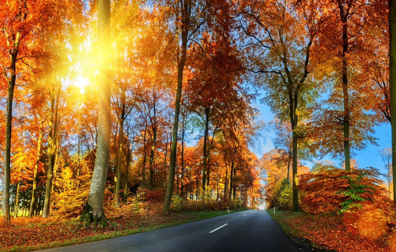 Photo wallpaper road, autumn, forest, leaves, trees, Park, forest, road