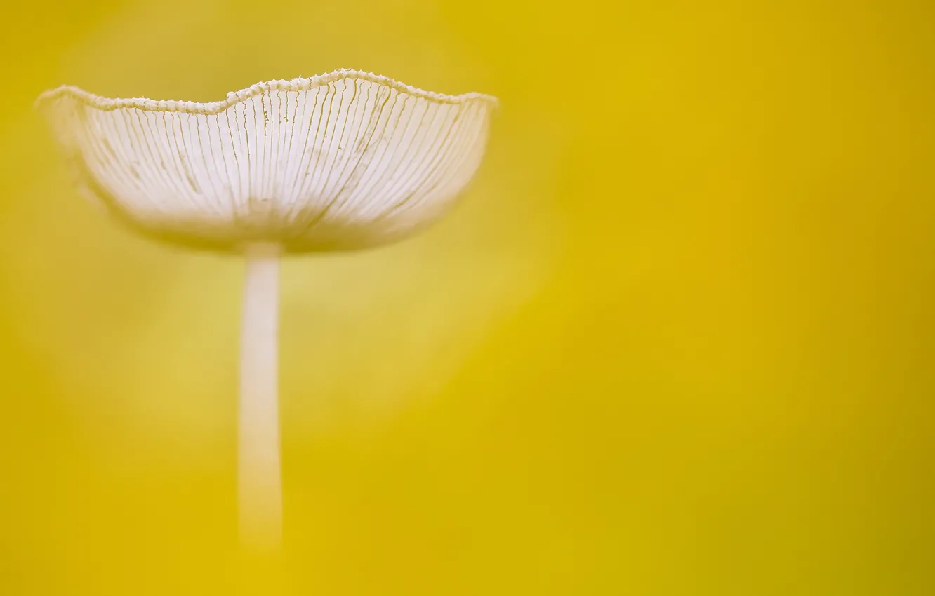 Photo wallpaper macro, background, mushrooms