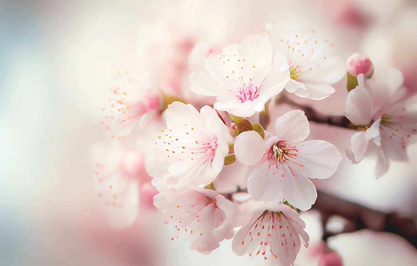 Photo wallpaper macro, flowers, branches, cherry, blur, spring, Sakura, white