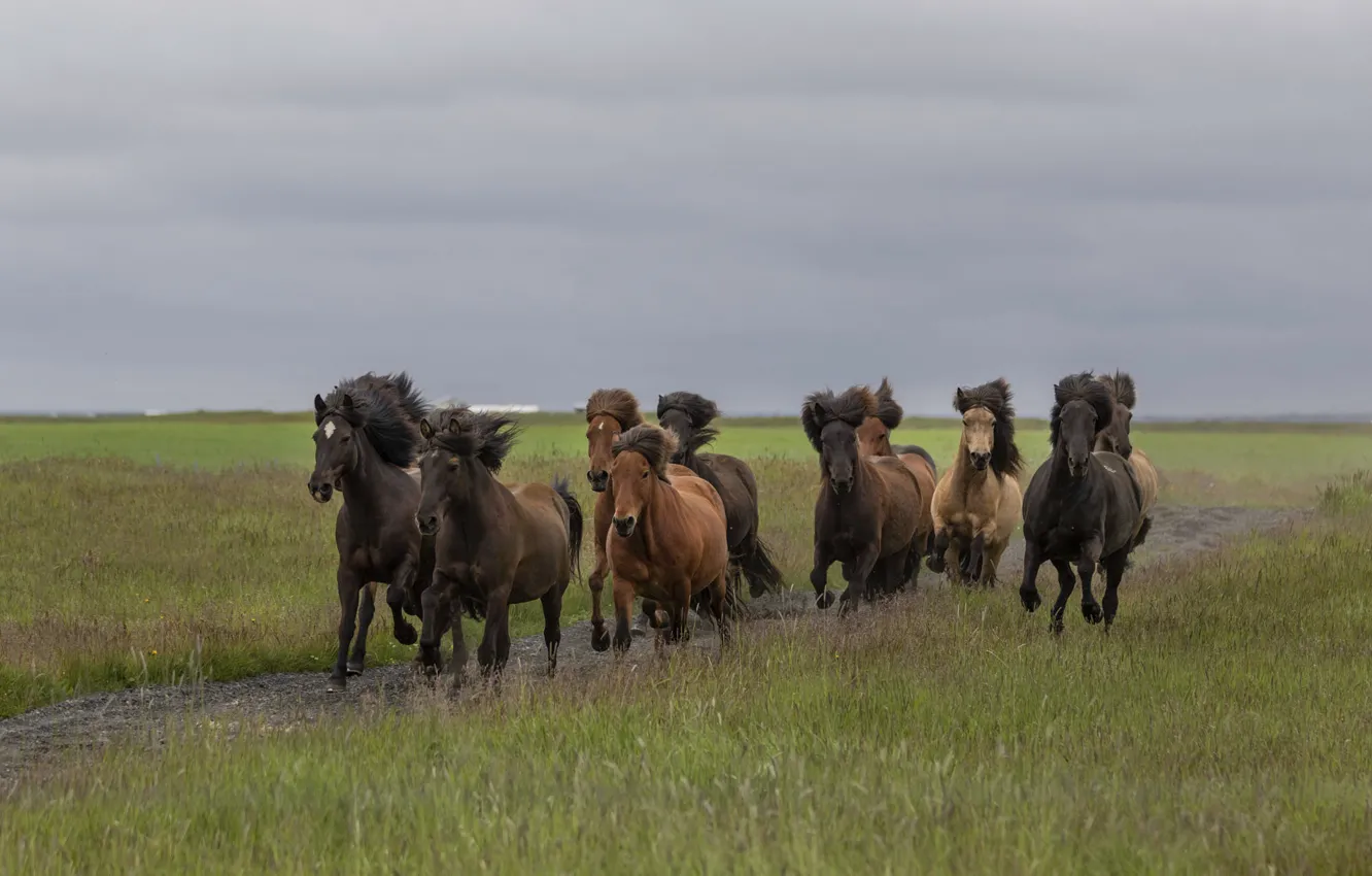 Photo wallpaper road, field, the sky, grass, horse, horse, running, a lot