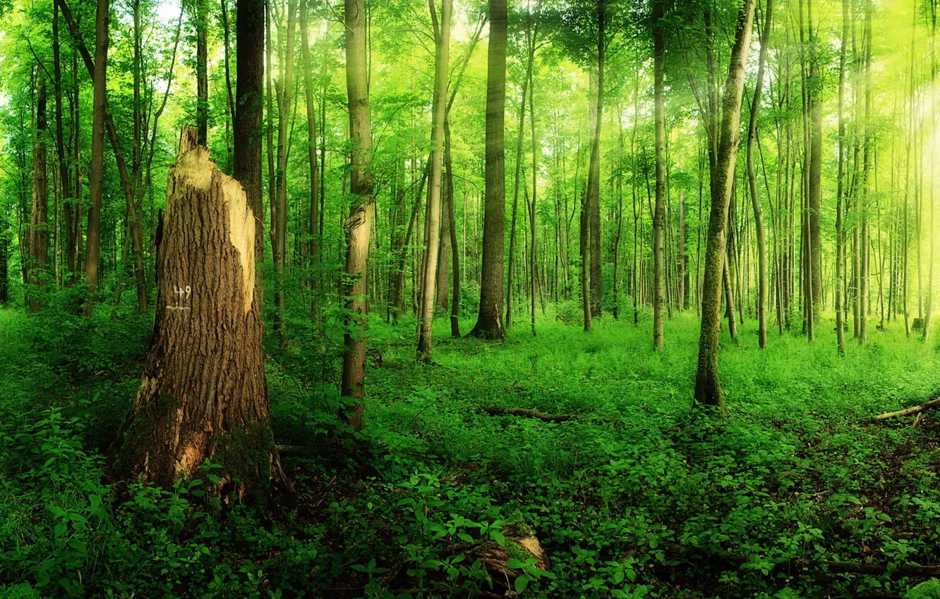 Photo wallpaper forest, summer, nature
