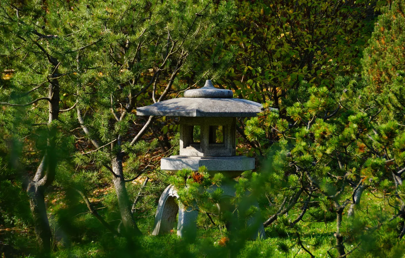 Photo wallpaper garden, larch, stone lantern, Chinese garden